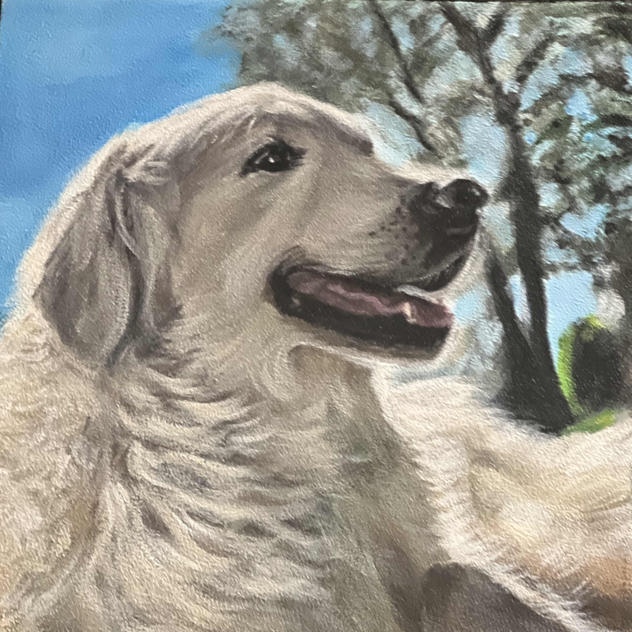 Pet portrait 29