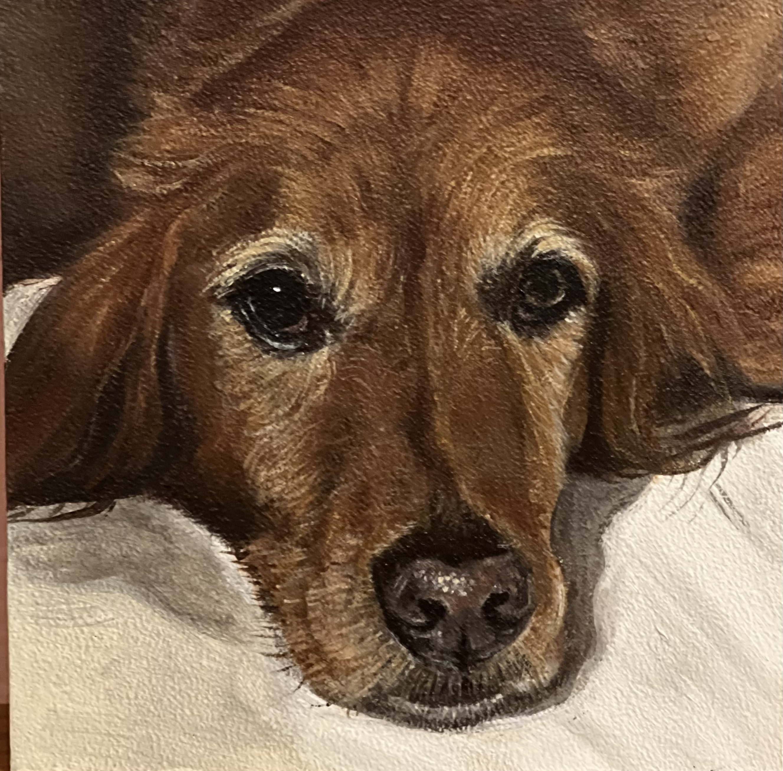 Pet portrait 30