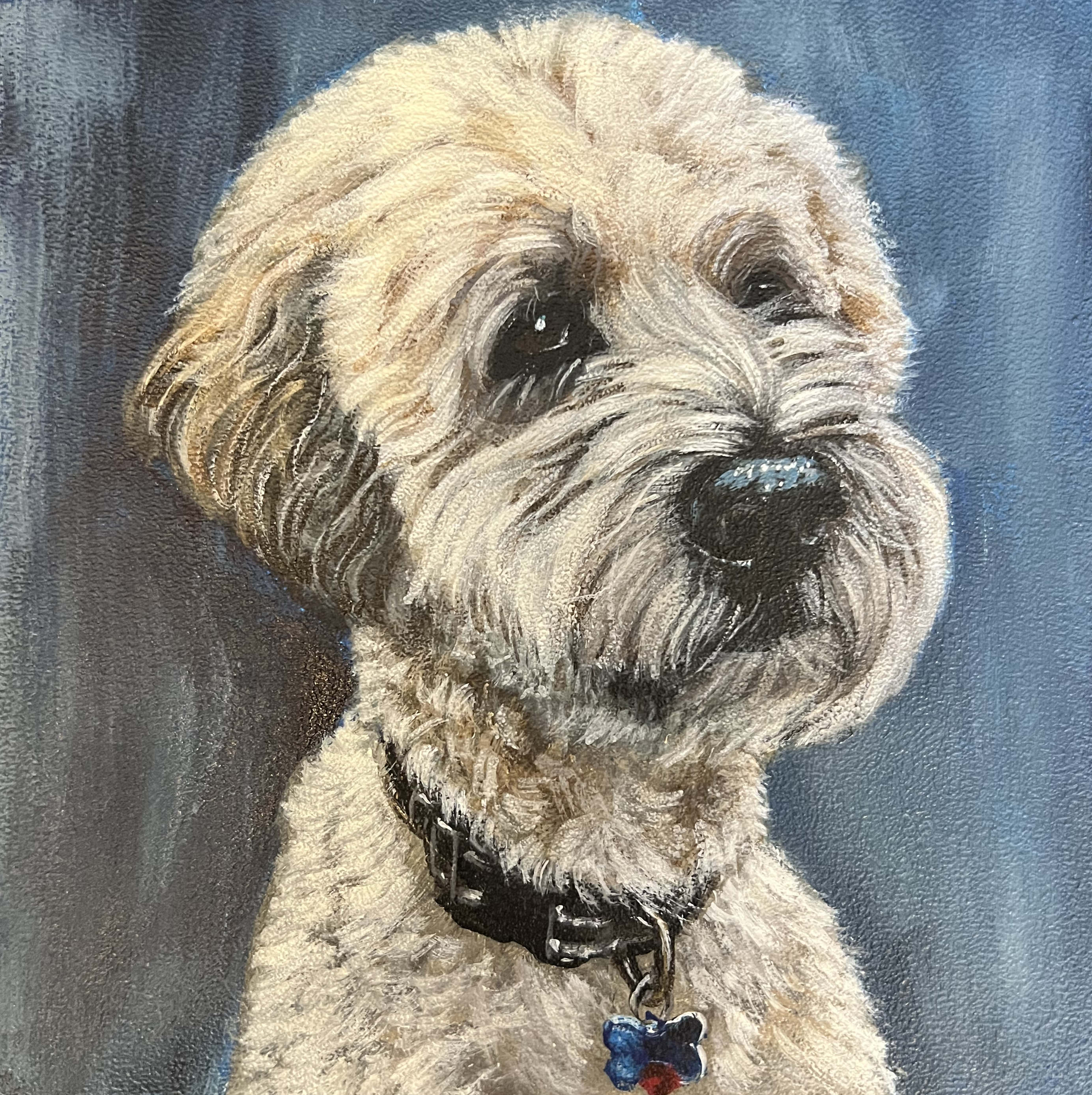 Pet portrait 31